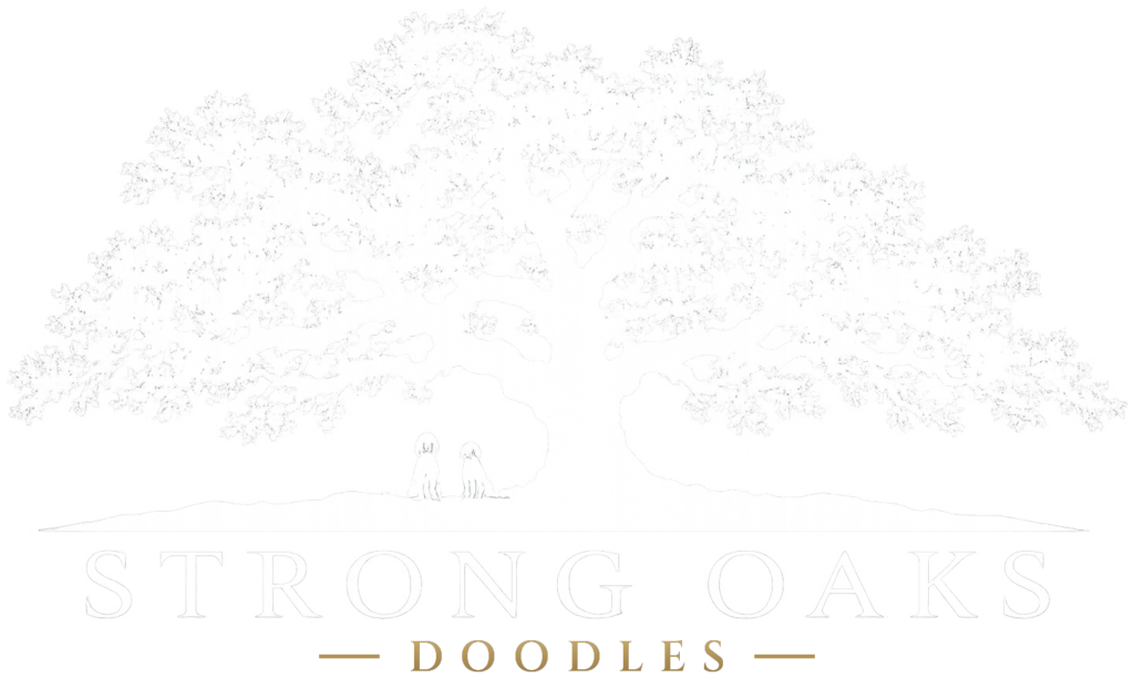 Strong Oaks Doodles